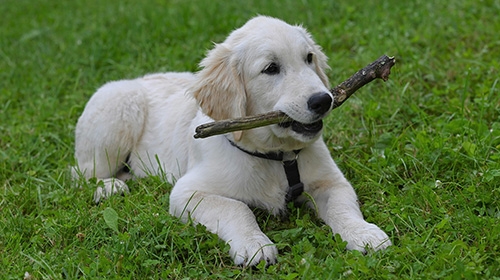 大型犬飼養指南-5種適合新手的大狗-大型幼犬狗糧注意事項-金毛尋回犬-Golden Retriever